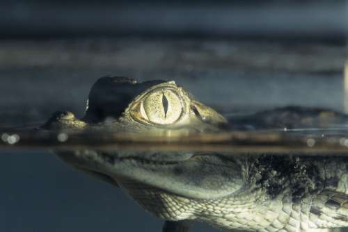 Spectacled caiman (Caiman crocodilus), close-up
