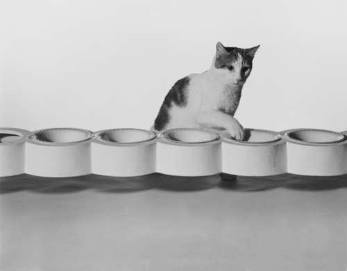 Cat searching food in pet bowl on white background