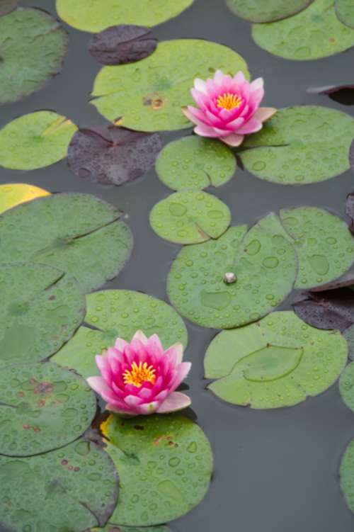 water lotus pond calm garden