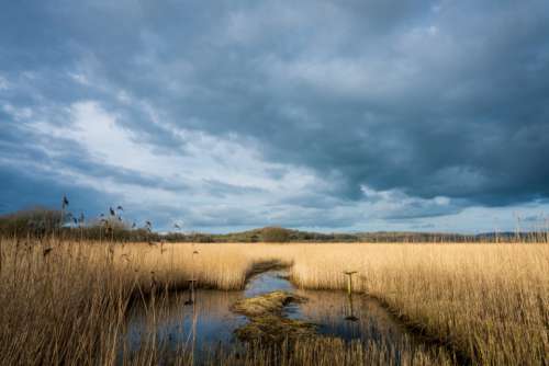 marsh wetland landscape nature water