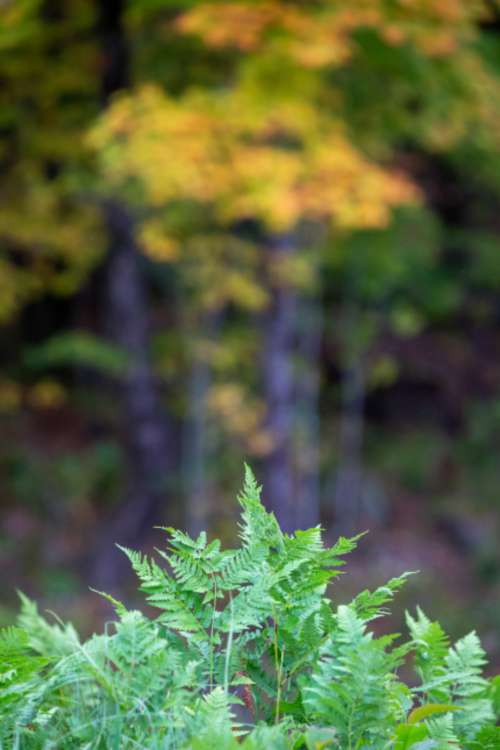 ferns green leaf natural nature