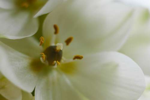 white flower macro spring organic