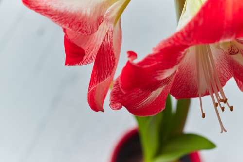 red flower background bloom floral