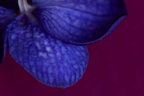 orchid flower leaves close up purple