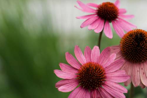 pink flower blooms petals bokeh