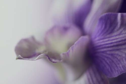 orchid flower leaves close up purple