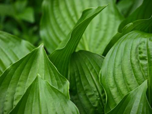 plant leaf spring natural texture