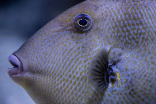 tropical fish eye underwater aquarium
