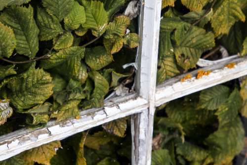 vine leaves nature plant growth