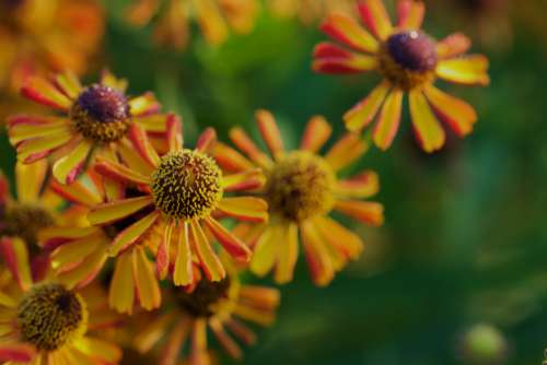 orange petals flora floral plants