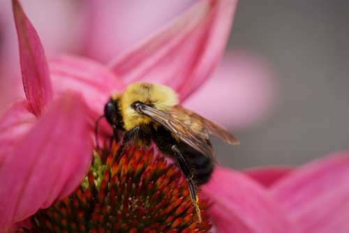 bee spring pollen nature outdoors