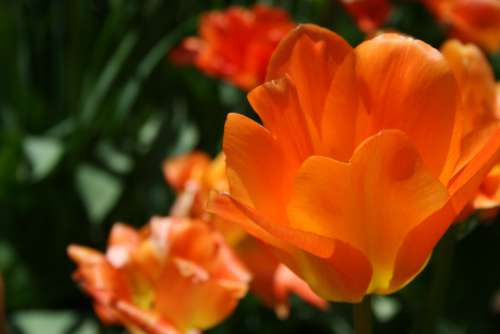 tulip flower macro petals nature