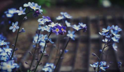 flowers forgetmenot nature blue flowers blue