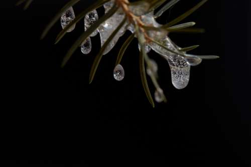 frozen tree branch pine macro