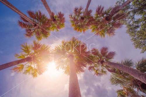 Palm Trees Against Summer Sky With Sun
