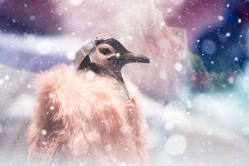 Cute Festive Penguin Dressed In Winter Coat  In The Snow