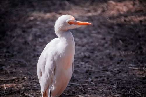 Cattle Egret Photo