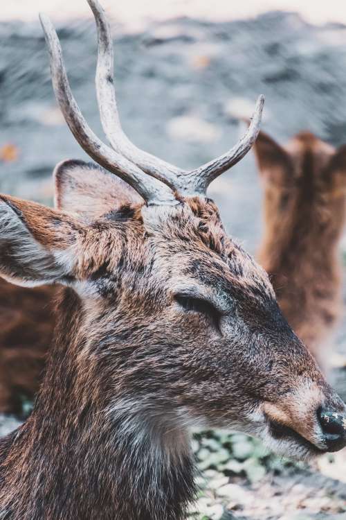Deer Headshot Photo