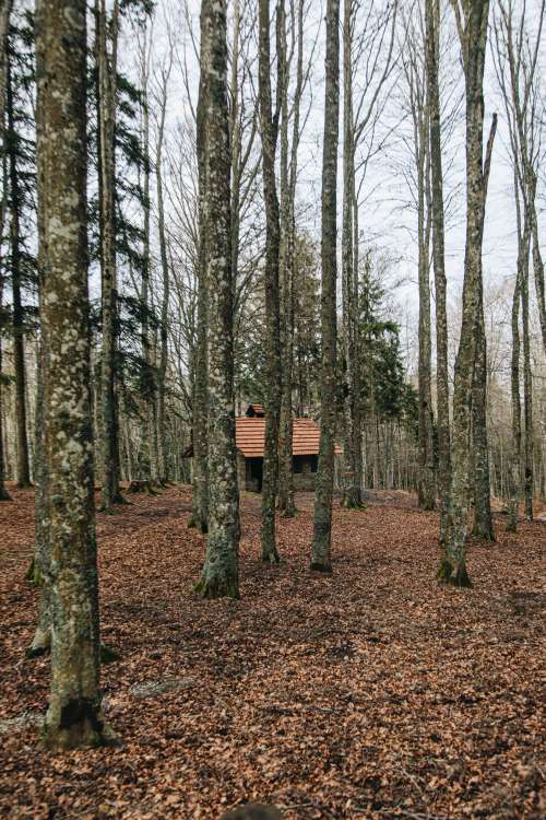 Cabin In The Woods Surrounded By Trees Photo