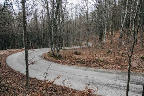 Curvy Road Surrounded By Trees Photo