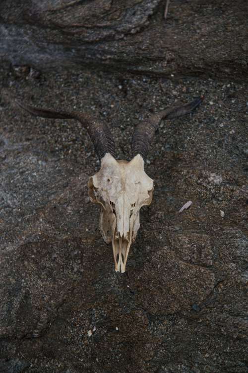 Mountain Goat Skull Photo