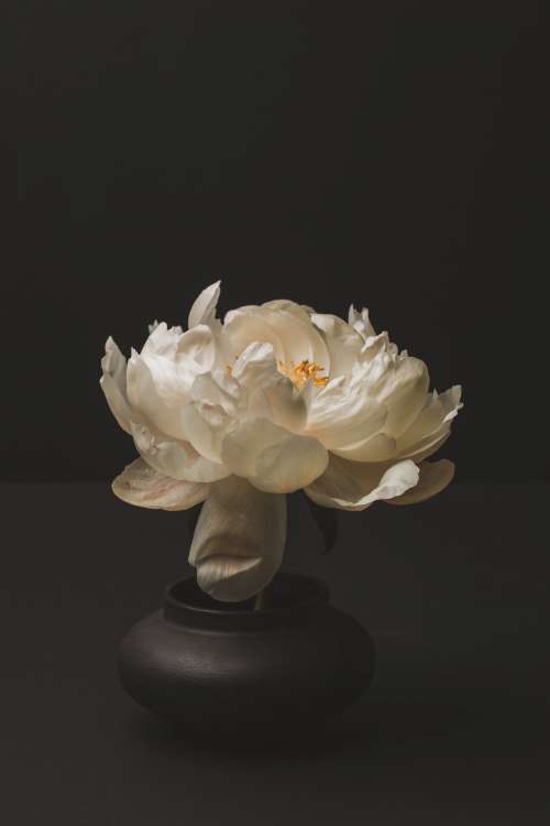 Peony Blossom In The Vase Photo