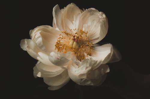 White Peony Blossom Photo