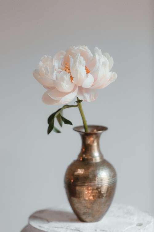 Peony Blossom In A Vase Photo