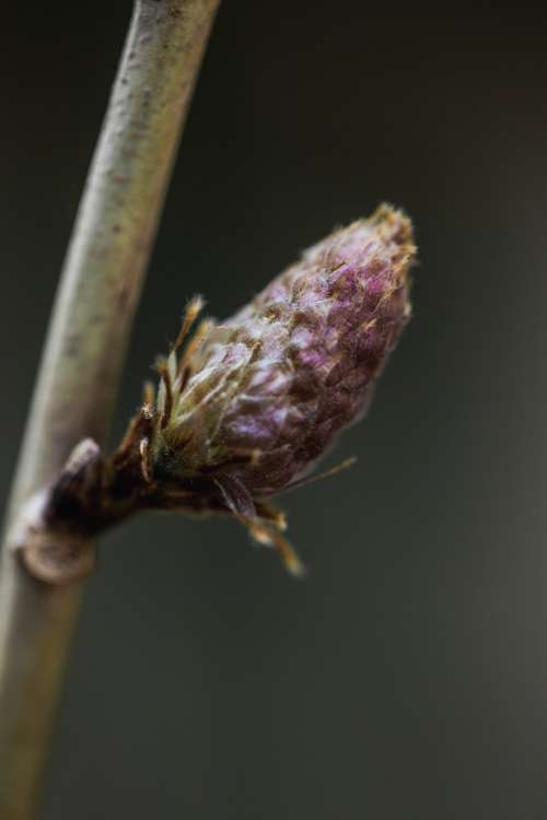 Close Up Of Undeveloped Flower Bud Photo