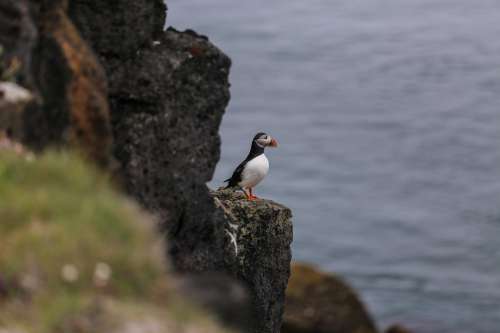 Puffin Sits Upon A Rock Photo