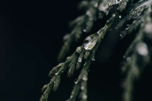 Water Clings To Evergreen Tree Photo