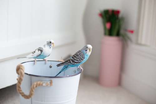 Two Blue And White Birds On A White Bucket Photo