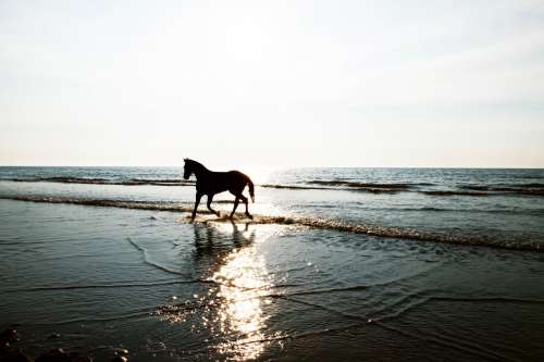 A Horse Running Along The Sea Shore Photo