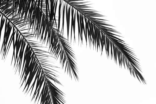 Branch Of A Palm Tree Photo