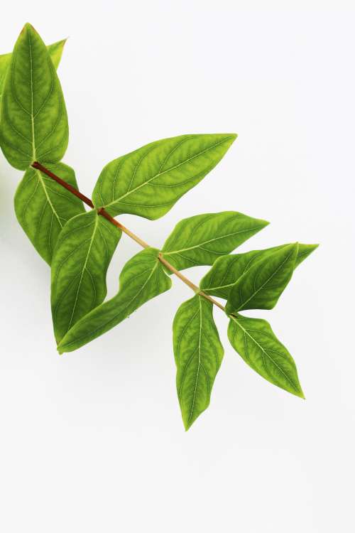 Plant Branch With Green Leaves Photo