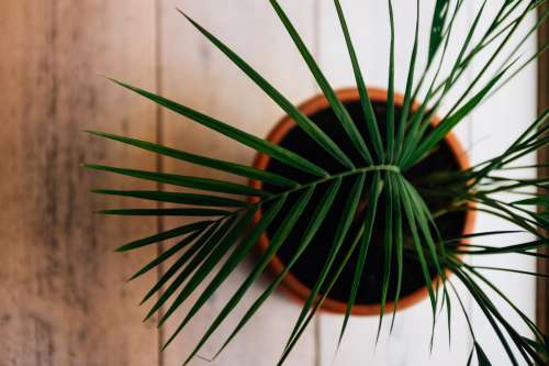 Top View Of A Plant Over Wooden Background Photo