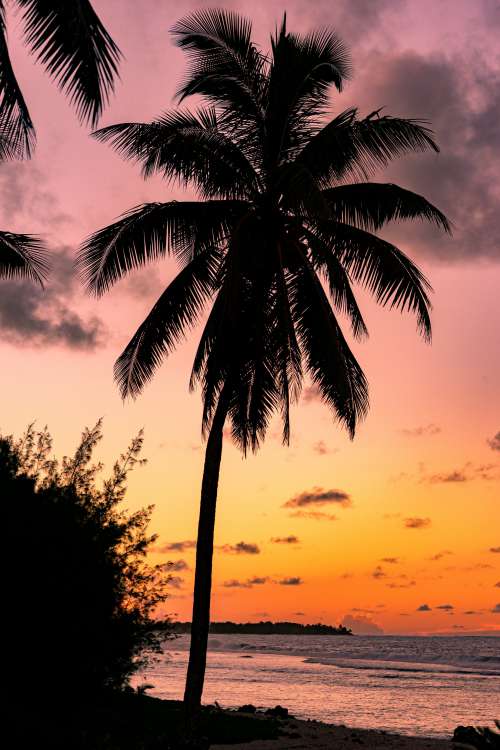 A Silhouetted Palm Tree At Sunset Photo