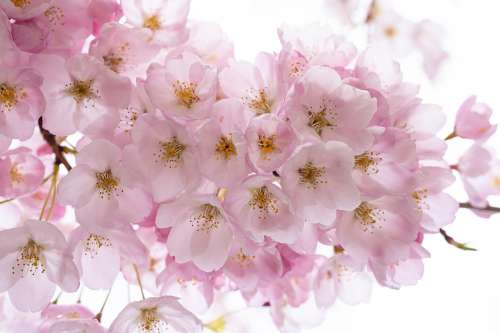 Pastel Pink Cherry Blossoms In Spring Photo