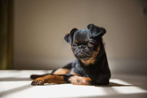 Brussels Griffon Dog Poses For The Camera Photo