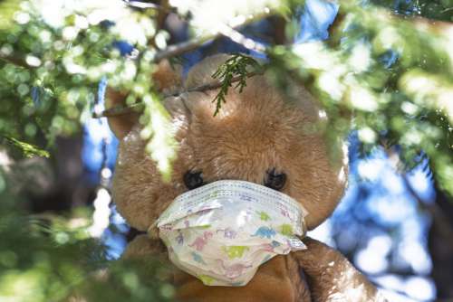 Teddy With Face Mask In The Trees Photo
