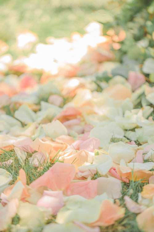 Colorful Petals Scattered On Grass Photo