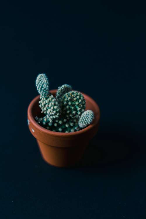 A Single Cactus On A Blue Background Photo