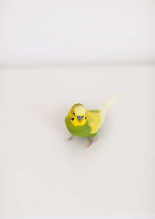 A Blue And Green Parakeet On White Photo