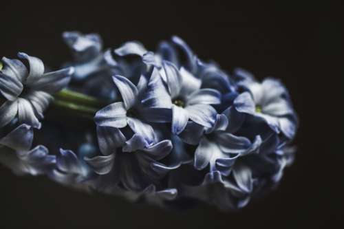 Close Up Blue And White Flower Photo
