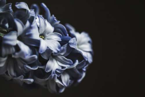 Landscape Photo Of Blue And White Flower Photo