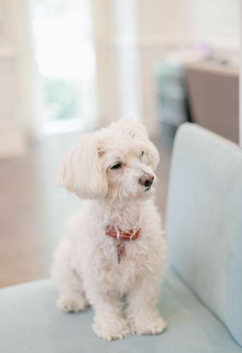 Cute White Maltese Poodle Posing Photo