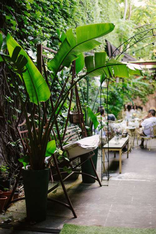 Plant In Patio Of Restaurant Photo