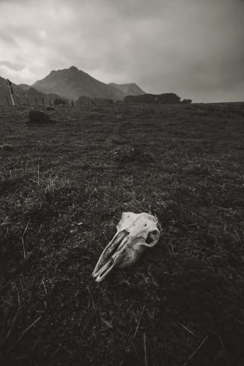 An Animal Skull Left Behind Photo