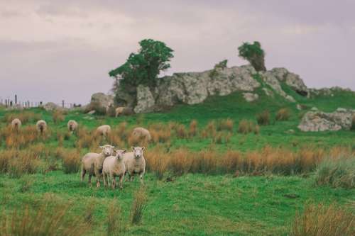 A Group of Sheep On A Hill Photo
