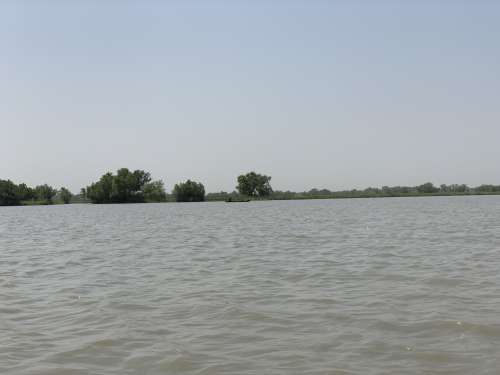 lake, river, landscape, nature, environment, trees, mangrove